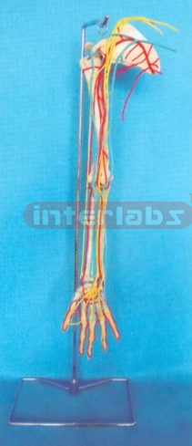 BIG LEFT ARM AND MAN AORTA VEIN, NERVE MODEL